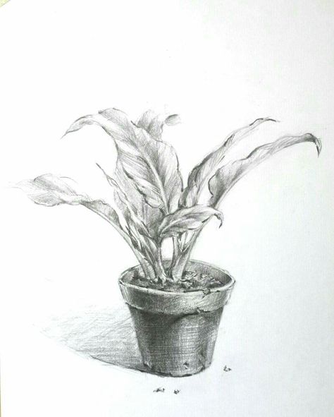 Still Life Plant Drawing, Potted Plant Sketch, Plant Sketch Pencil, Flower Pot Drawing, Sketches Abstract, Rose Flowers Drawing, Bush Drawing, Decoration Craft Ideas, Sketches Watercolor