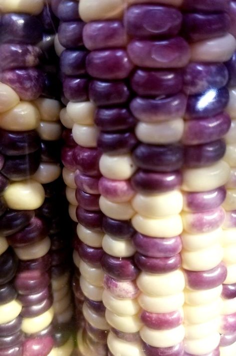 Vibrational Nutrition ~ Exploring the Energy of Wild Violet Sweet Corn Corn On The Con, Purple Corn, Sacred Plant, Types Of Vegetables, Ears Of Corn, Corn On Cob, Corn Recipes, Sweet Corn, Grilled Corn