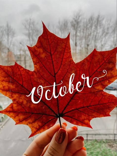 October Wallpaper Backgrounds, Hello October Images, October Images, Neuer Monat, Fun Fall Decor, Month Quotes, Seasons Months, Hello October, When You See It