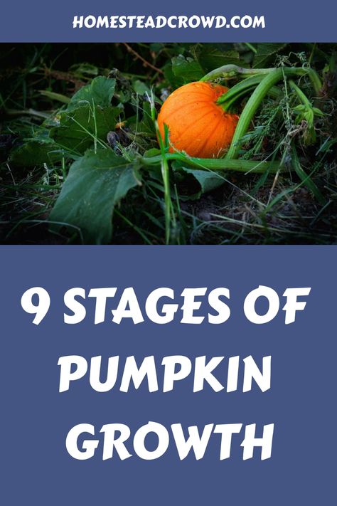 Discover the captivating journey of cultivating pumpkins as you witness their growth stages from seed planting to harvesting. Dive into the intricate life cycle of a pumpkin plant and gain insights into its thriving process. Explore the various stages that contribute to the successful lifecycle of a pumpkin plant right here. How To Grow Pumpkins From Seeds, Pumpkin Growing, Stages Of Pumpkin Growth, Harvesting Pumpkin Seeds, Grow Pumpkins From Seeds, Grow Lemongrass, Parts Of A Pumpkin, Pumpkin Varieties, Pumpkin Vine