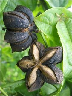 #EcoOla #Sachainchi. Sacha Inchi Benefits, Sacha Inchi Oil, Sacha Inchi, Oil Benefits, Seed Pods, Green Beauty, Natural Forms, Planting Seeds, Superfoods