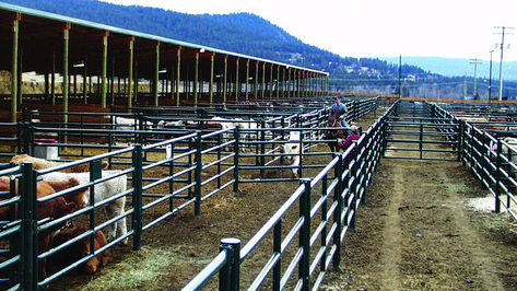 Livestock Auction, Schematic Design, Moo Moo, Showing Livestock, Site Plans, Farm Design, Construction Drawings, Cheque Design, Farm Equipment