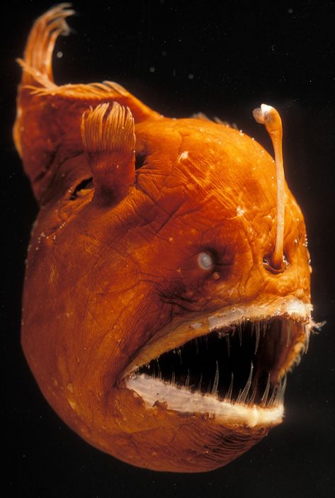 Discover the incredible anglerfish, denizen of the ocean's deep, lightless realms. Learn how these predators attract their victims with bits of luminous flesh. Humpback Anglerfish, Deep Sea Life, Creature Marine, Deep Sea Creatures, Angler Fish, Underwater Creatures, Underwater Life, Deep Sea Fishing, Sea Monsters