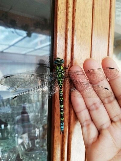 Green Dragonfly  by Cathy2086 Green Dragonfly Tattoo, Green Dragonfly, Dragonfly Tattoo, Dragonflies, Moth, Tatting, Henna, Tattoo Ideas, Piercings