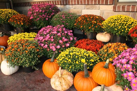 Hardy Mums, Potted Mums, Caring For Mums, Planting Mums, Garden Mum, Fall Mums, Overwintering, Organic Soil, Family Handyman