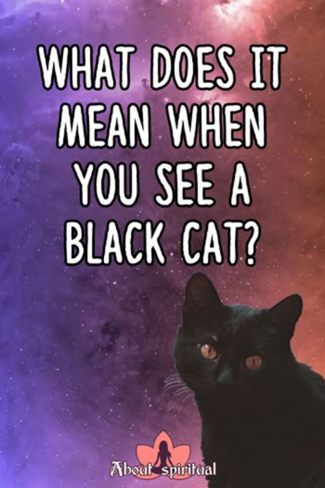 Cats are everywhere and people love them. What does it mean when you see a black cat? The answer is quite different than what you think. This charming little Seeing A Black Cat Meaning, Cat Meaning, Black Cat Meaning, Cat At Night, A Black Cat, Spiritual Meaning, Spirit Guides, What You Think, Pet Care