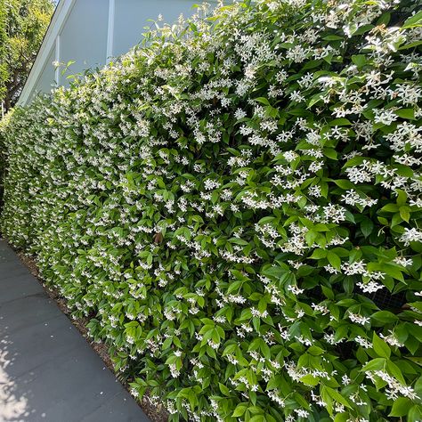 Chameli Flower, Trachelospermum Jasminoides, Jasmine Plant, Tropical Garden Design, Dark Green Leaves, Star Jasmine, Back Garden Design, Front Patio, Jasmine Flower