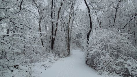 Bill Kaufman's Photos of a Winter Wonderland (2) Winter Widgets Long, White Pfps, Abigail Hobbs, Snow Picture, Winter Backgrounds, The Great Comet, I Love Snow, Snow Pictures, Weather Seasons