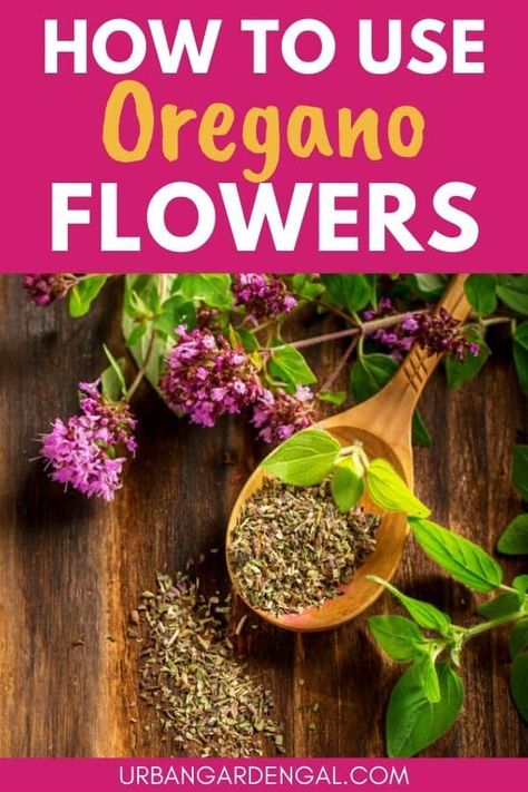 Oregano Flowers, Flowering Herbs, Oregano Plant, Medicinal Herbs Garden, Oregano Leaves, Herb Gardens, Herbal Recipes, Healing Plants, Perennial Herbs