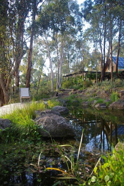 Wattle Glen | Sam Cox Landscape Australian Landscaping, Bush Garden, Australian Native Garden, Small Pond, Australian Garden, Australian Native Plants, Easy Landscaping, House Landscaping, Traditional Garden