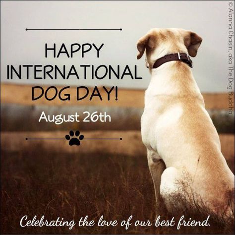 Happy International Dog Day! Best Friend Meme, Happy National Dog Day, International Dog Day, National Dog Day, Best Friend Day, Dog Day, August 26, Dog Wallpaper, Dog Boarding