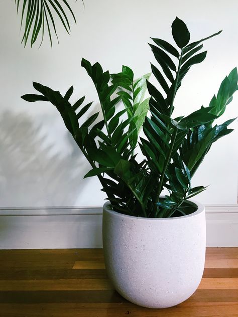 Zzz Plant, Zz Plant Decor, Zanzibar Gem, Zamioculcas Zamiifolia, Household Plants, Apartment Plants, Zz Plant, Living Room Plants, Plants Nature