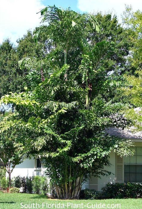 Fishtail Palm Tree, Staff Quarters, Fishtail Palm, Tropical Backyard Landscaping, Driveway Entrance Landscaping, Palm Trees Landscaping, Florida Plants, Zone 10, Tropical Backyard