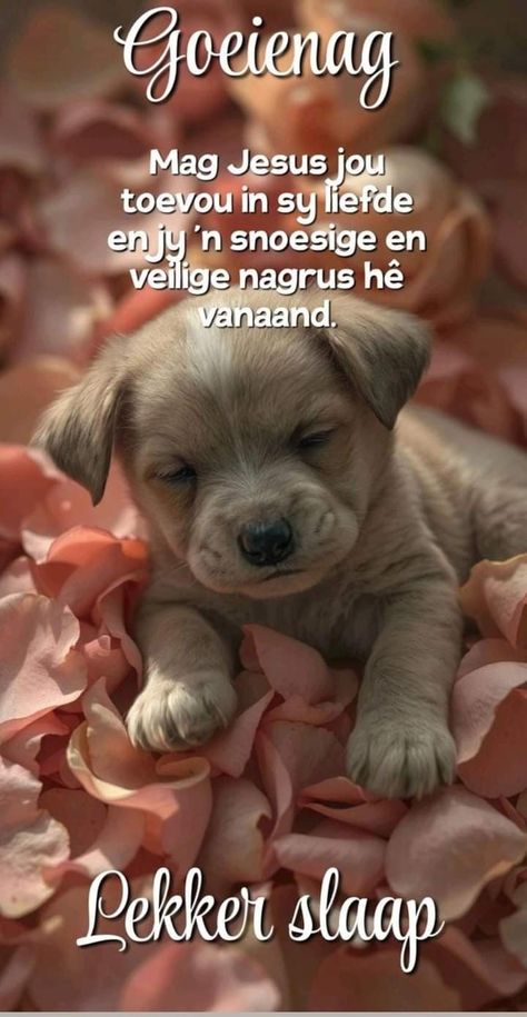 Goeienag Boodskappe, Lekker Slaap Afrikaans Goeie Nag, Lekker Slaap Afrikaans, Sleep Inspiration Quotes, Good Morning Messages Friends, Afrikaans Language, Lekker Slaap, Night Blessings, Night Greetings