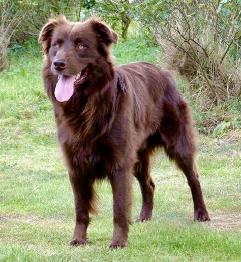 Brown beauty Husky Lab Mix Puppy, Blue Merle Australian Shepherd Puppy, Brown Australian Shepherd, Red Australian Shepherd, Australian Shepherd Husky, Brown Border Collie, Australian Shepherd Red Tri, Australian Shepherd Training, Lab Mix Puppies