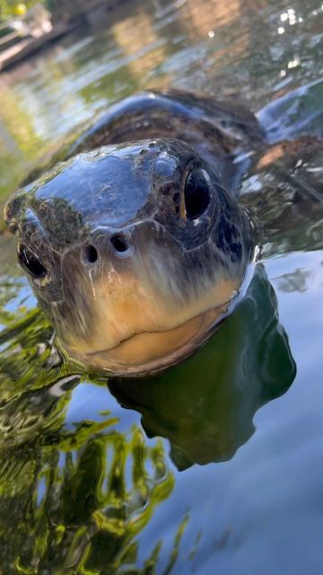 Jack Kelly on Instagram: "Enjoy a moment of peaceful serenity with Henry the sea turtle! 🧘🏼 • • • •#seaturtle #ocean #animals #turtle #rescueanimals #rescue #loggerhead #loggerheadturtle #greenturtle #marinebiology #marinelife #oceananimals #ocean #turtle #seaturtle #seaturtles #oceanart #conservation #rescue #rescueturtle #animals #oceanartist #animalrescue #greenseaturtle #hawksbill" Sea Turtles Photography, Turtle Rescue, Animals Turtle, Turtle Sanctuary, Loggerhead Turtle, Jack Kelly, Ocean Turtle, Green Sea Turtle, Green Turtle