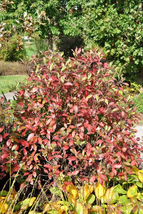 Viburnum nudum plant Viburnum Nudum, Garden Plot, Garden Plots, Missouri Botanical Garden, Blue Birds, Native Garden, Best Fruits, Research And Development, Landscaping Plants