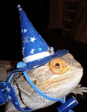 Get your own dragon wizard at beardeddragons.xyz #bearded #dragon #lizard #reptile #costume #dressup #funny #silly #cute #pics #pets Savannah Monitor, Baby Beard, Bearded Dragon Funny, Bearded Dragon Care, Bearded Dragon Cute, Pet Dragon, People Clothes, Feeling Sick, Bearded Dragon