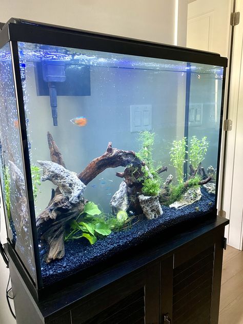 We changed our small 15 gallon tank to this beautiful 37 gallon. Saw some really beautiful aquascaping and thought to try it myself. Had to submerge the driftwood for 4 days because of its buoyancy and still attached rock to secure. I have glued Java moss and wrapped as much as I could around. Very hard to secure. Anyone have tips as to how this will grow. Looking for a carpet effect and should I trim the moss? 15 Gallon Aquascape, Java Moss, Aquascaping, Try It, Java, Carpet, Trim