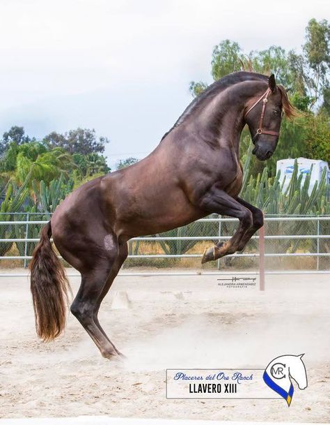 Llavero XIII, PRE stallion. Photo Blanca Sarait Peña‎ Baroque Horse, Liver Chestnut, Lusitano Horse, Horse Inspiration, Andalusian Horse, Chestnut Horse, Horse Sculpture, Love Animals, Cute Horses