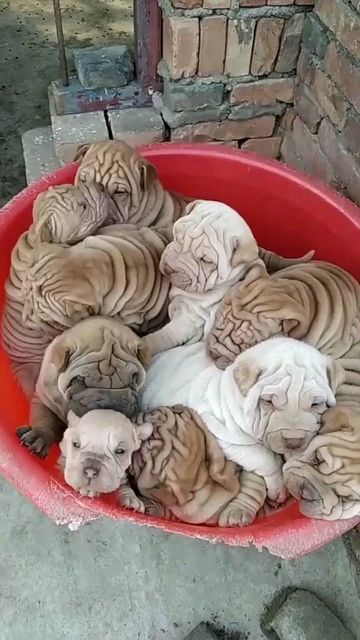 Shar Pei on Instagram: "Are Shar Pei lovers here? 📷: TikTok @ pigeonturkey ( Plz DM for credits or removal ) 🔸🔸 👨‍👨‍👦‍👦 👫⤵ Double tap & tag your friend Below! 💖 💗 😍😍😍😍 🔔 Turn Post Notification On * Follow our for more beautiful pictures! 👉 If you want one of those shirts you'll find the link on my BIO. Thank you so much ❤️ ➖ #sharpei #sharpeisofinstagram #sharpeirescue #sharpeiforever #sharpeisofinsta #sharpeidaily #sharpeiclub #sharpeimix #sharpeiinsta #sharpeioftheworld #sharpe Shar Pei Mix, Baby French Bulldog, Fluffy Bed, Shar Pei Puppies, Round Dog Bed, Shar Pei Dog, Fluffy Bedding, Cute Animals Puppies, Funny Animal Photos