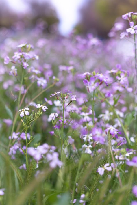 WilD purple flowers - Getty | Au Petit Gout | Flickr Mystic River, Flower Lights, Purple Flowers, Wild Flowers, Herbs, Purple, Flowers, Plants, Photography