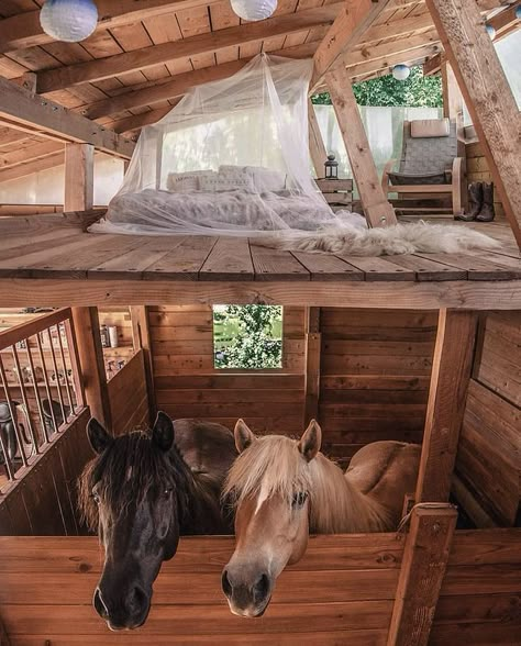 Dream Barn Stables, Horse Paddock, Diy Horse Barn, Horse Barn Ideas Stables, Dream Horse Barns, Horse Barn Plans, Horse Barn Ideas, Cute Horse Pictures, Farm Lifestyle