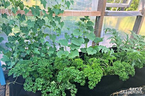 Cucumber Trellis Ideas, Tips, & Inspiration for Vegetable Gardens Cucumber Trellis Ideas, Growing Cucumbers Vertically, Plants Trellis, Climbing Plants Trellis, Cucumber Varieties, Cucumber Trellis, Garden 2023, Cucumber Plant, Trellis Ideas