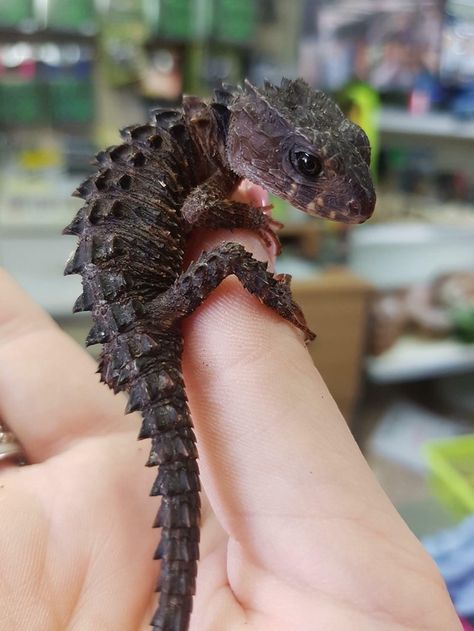 Crocodile Skinks Look Like Tiny Baby Dragons - I Can Has Cheezburger? Cool Looking Animals, Red Eyed Crocodile Skink, Crocodile Skink, Bearded Dragon Funny, Cute Lizard, Cute Reptiles, Pretty Animals, Crocodiles, Baby Dragon