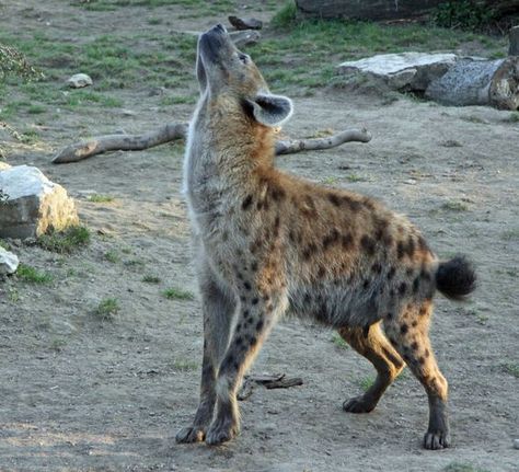 Spotted Hyena Photography, Hyena Reference, Laughing Hyena, Brown Hyena, Striped Hyena, Spotted Hyena, Maned Wolf, African Wild Dog, Animal Study