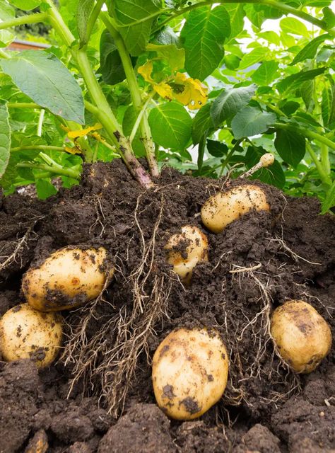 Kentucky Garden, Potatoes Garden, Potato Companion Plants, Potato Planting, Potatoes Growing, Potato Plant, Potato Gardening, Irish Potatoes, Vegetable Garden Planning