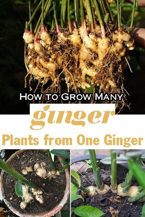 Learn How to Grow Many Ginger Plants from One Ginger Root in easy steps and multiply it easily without spending much! Preserve Ginger Root, Growing Ginger From Root, How To Grow Ginger Root At Home, Bucket Gardens, Planting Ginger Root, Grow Ginger From Root, Regrow Ginger, Growing Turmeric, Ginger Plants