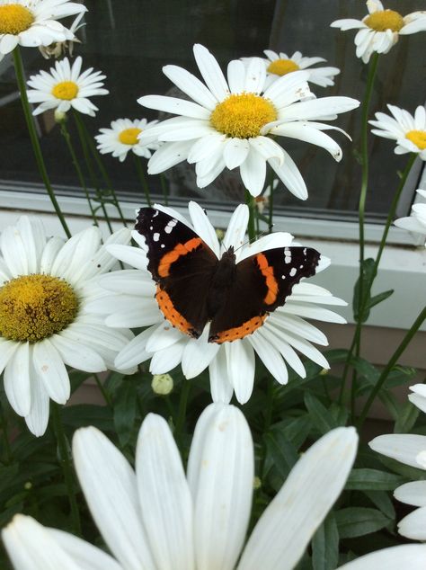 Red Admiral Butterfly Tattoo, Red Admiral Butterfly, Admiral Butterfly, Pretty Butterflies, Love Butterflies, Precious Animals, What Can I Say, Spring Mood, Butterfly Pictures