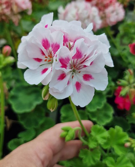 Good morning! Just thought we would let you know we are back from our brief summer break and are having a sort out ready to prepare for next season!! This is Zonal Pelargonium 'Chelsea Morning' looking very pretty earlier today. #garden #gardening #pelargoniumcollection #Pelargonium #plants #flowers #pelargoniums #geraniums #geranium #gardenersworld #greenfingers #greenhouse #gardeninspiration #growyourownplants #growingcrazy #zonal #chelsea We Are Back, Plants Flowers, Summer Break, Grow Your Own, Geraniums, Garden Inspiration, Good Morning, Chelsea, Plants