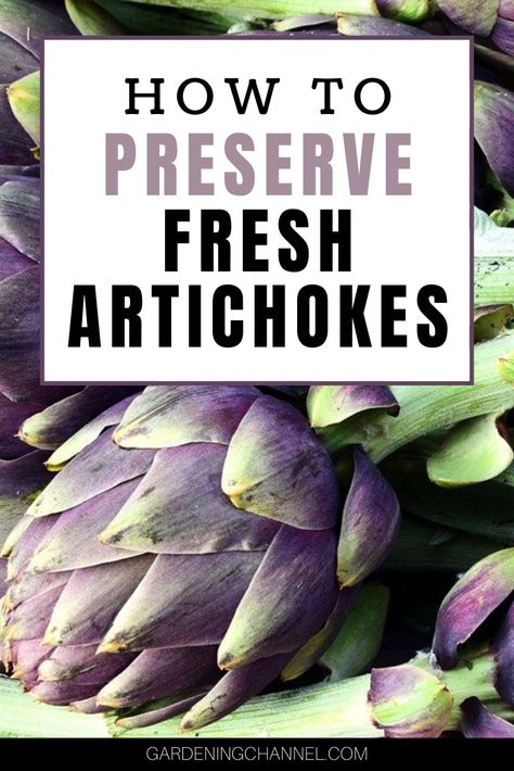 How To Preserve Artichokes, Canning Artichokes, Fresh Artichoke Recipes, Canned Artichoke Recipes, Foods For Digestion, How To Make Artichokes, Artichoke Heart Recipes, Preserving Fruit, Stuffed Artichokes