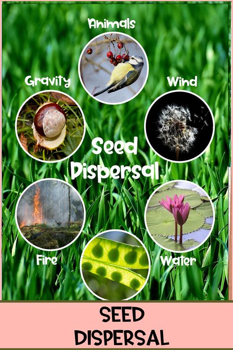 Seed Dispersal KS2 Year 3 Are you learning about plants, in particular seed dispersal? These print and go activities plus power point has everything you need to teach your class all about how and why seeds are dispersed away from the parent plant. #seeddispersal #plants #seeddispersalactivities #plantactivitiesks2 #wolfiesresources #wolfiesresources Dispersal Of Seeds, Learning About Plants, Seed Dispersal, Plant Activities, About Plants, Year 3, Montessori Materials, Power Point, Kindergarten Activities