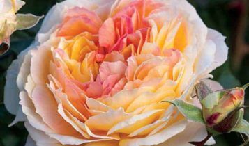 Best new roses for your garden | Home, Garden and Homestead Bay Breeze, Landscaping With Roses, Floribunda Roses, Park Rosé, Rose Varieties, Hybrid Tea Roses, Growing Roses, Rose Bush, Beautiful Rose Flowers