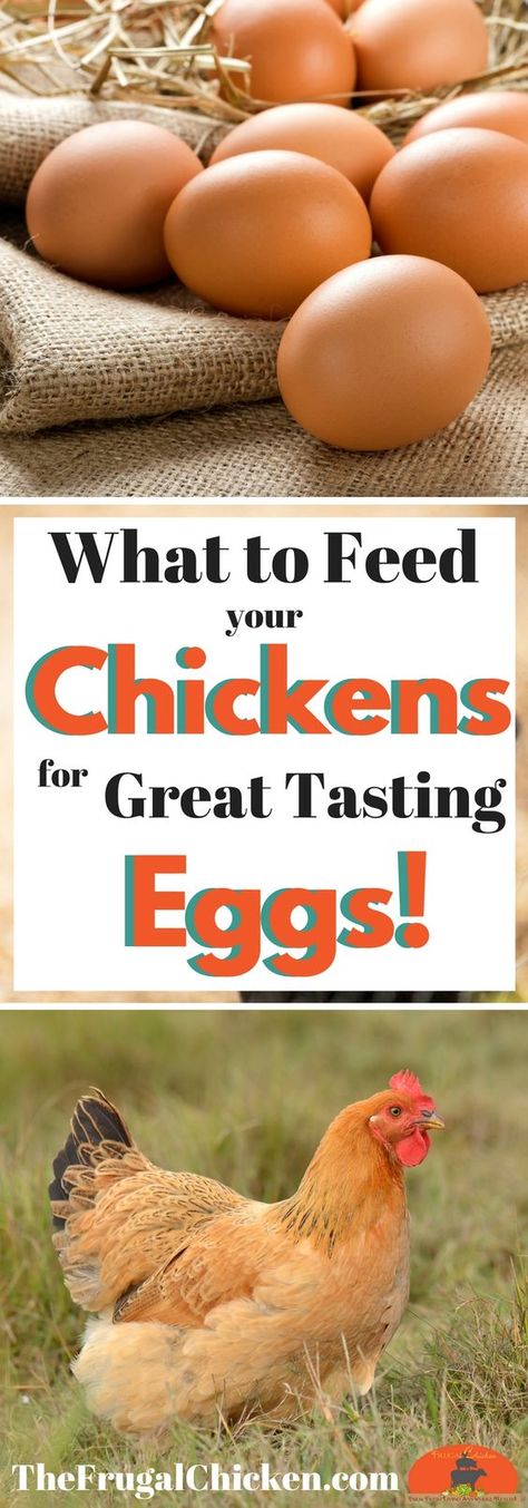 So you have chickens...but do you know how to get GREAT eggs from them? Read on to discover how to get great eggs from your hens! What To Feed Chickens, Feed Chickens, Chicken Tractors, Backyard Chicken Farming, Soaker Hose, Raising Backyard Chickens, Chicken Coop Designs, Keeping Chickens, Building A Chicken Coop