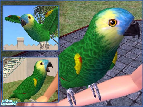 LadyMinion's Blue-Front Amazon Parrot Sims 4 Farm, Sims 4 Pets Mod, Sims 2 Pets, Russian Toy Terrier, Bear Eyes, Sims Challenge, Sims World, Sims Mobile, Amazon Parrot