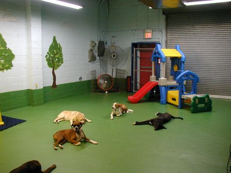 Doggy Playroom Dog Playroom, Dog Play Room, Dog Play Area, Raising Kittens, Hotel Pet, Indoor Dog Park, Teach Dog Tricks, Boarding Facility, Indoor Dog Kennel