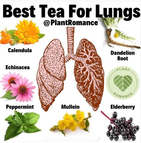 Tea For Lungs, Books And Tea, Tea Remedies, Medical Herbs, Healing Tea, Herbal Teas Recipes, Magic Herbs, Natural Healing Remedies, Herbal Healing