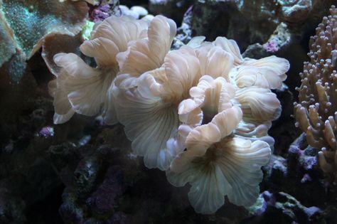 Coral Reef Aquarium, Reef Aquarium, Light Covers, Coral Reef, Fish Tank, Coral, Flowers