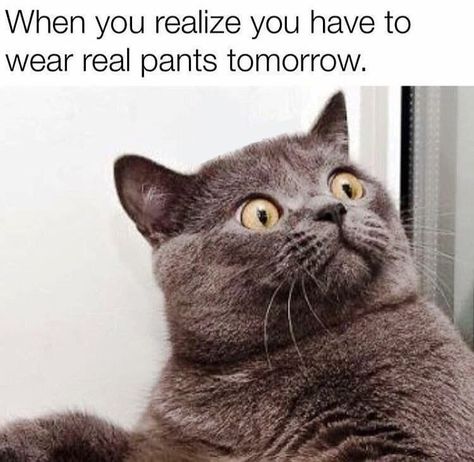 26 Pictures That Are Way Too Real For Teachers Going Back To School Donut Meme, Cat And Dog Memes, Exams Memes, Cute Cat Memes, Cat Quotes Funny, Funny Cats And Dogs, Memes Humor, Cat Quotes, Funny Cat Memes