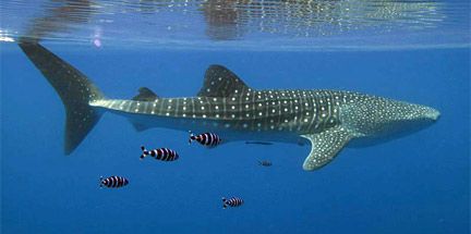 Leopard Shark, Shark Pictures, Big Shark, Whale Sharks, African Cichlids, Shark Fishing, Fish Fish, Chameleons, A Whale