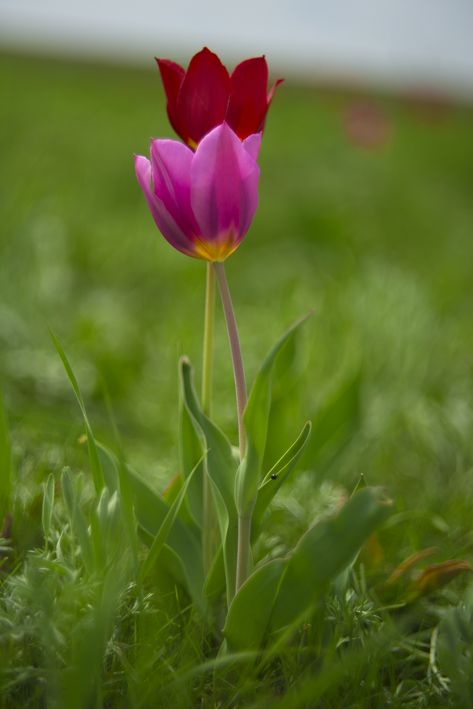 Wild Tulips, Pot Flowers, Planting Pot, On The Ground, Art References, Spring Flowers, Planting, Tulips, Cottage