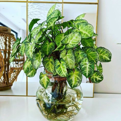 The arrowhead plant (Syngonium podophyllum), is considered a hydroponic plant. Picture by @jordan.cashen Indoor Plants In Water, Arrowhead Plant Care, Plants To Grow In Water, Water Plants Indoor, Wandering Jew Plant, Syngonium Podophyllum, Indoor Water Garden, Arrowhead Plant, Easy Plants To Grow