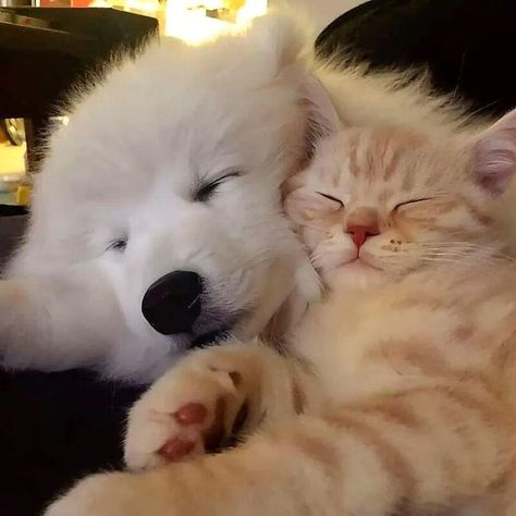 White Dog, Cat And Dog, A Cat, Orange, White