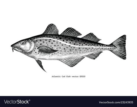 Cod Drawing, Atlantic Cod, Drawing Vintage, Engraving Illustration, Cod Fish, Fish Drawings, Hand Drawing, High Res, Png Images