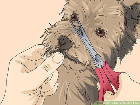 Yorkie Cuts Haircuts, Grooming Yorkies Faces, How To Groom A Yorkie At Home, Shorkie Haircut Styles, Short Yorkie Haircut, Yorkie Puppy Cut, Yorkie Puppy Haircuts, Grooming Yorkies, Yorkie Puppy Care