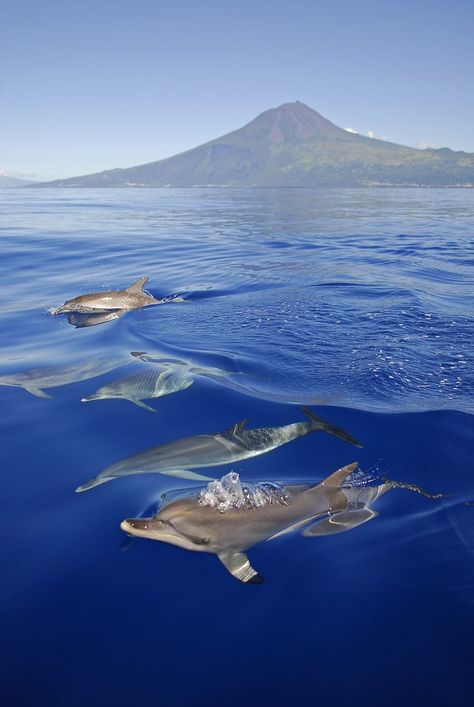 Atlantic Ocean, The Azores,  Portugal Creature Marine, Azores Portugal, Fauna Marina, The Azores, Pilates Studio, In The Ocean, Sealife, Underwater World, Ocean Life